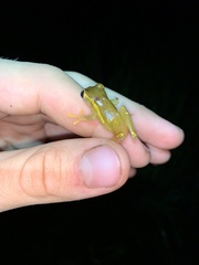 Dendropsophus bifurcus