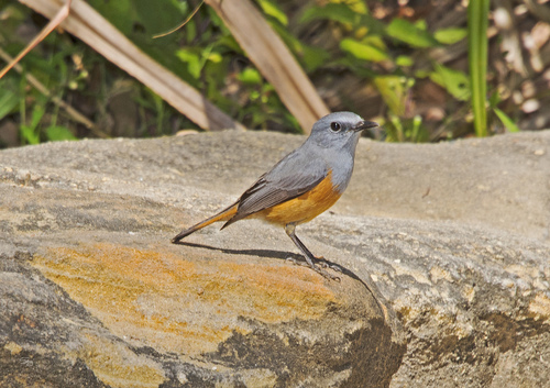 Forest Rock Thrush (Monticola sharpei), photo 10