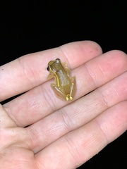 Dendropsophus bifurcus