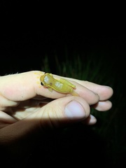 Dendropsophus bifurcus