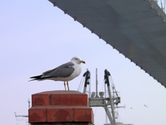 Larus crassirostris