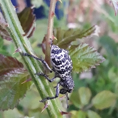 Aegorhinus superciliosus