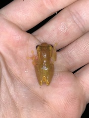 Dendropsophus bifurcus