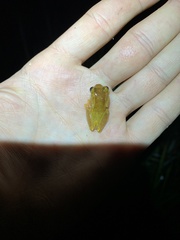 Dendropsophus bifurcus