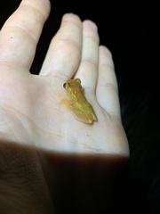 Dendropsophus bifurcus