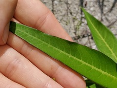 Euphorbia heterophylla