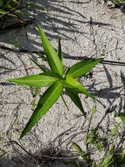 Euphorbia heterophylla