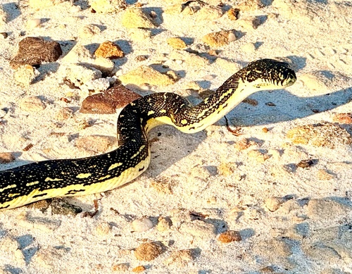 Diamond Python sighting