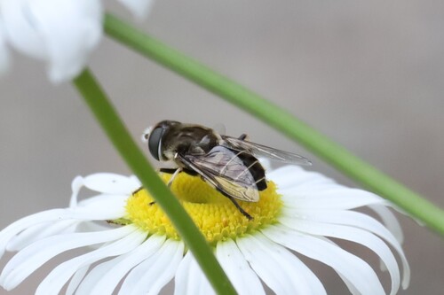 Unknown species found near Algoma District, ON, Canada