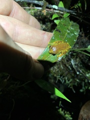 Dendropsophus sarayacuensis