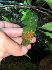 Dendropsophus sarayacuensis
