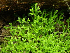 Selaginella douglasii
