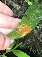 Dendropsophus sarayacuensis