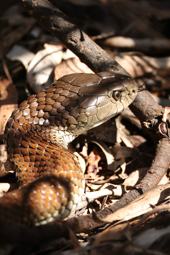 Tiger Snake sighting