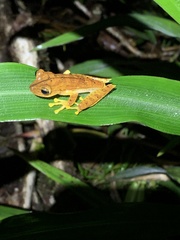Almendariz's Treefrog photo 5