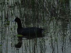 Fulica americana