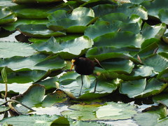 Jacana spinosa