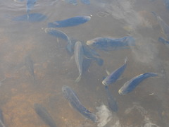 Oreochromis mossambicus