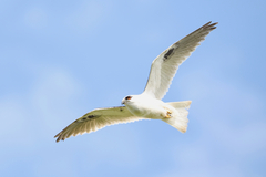 Black-Shouldered Kite photo 4