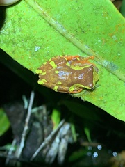Dendropsophus sarayacuensis