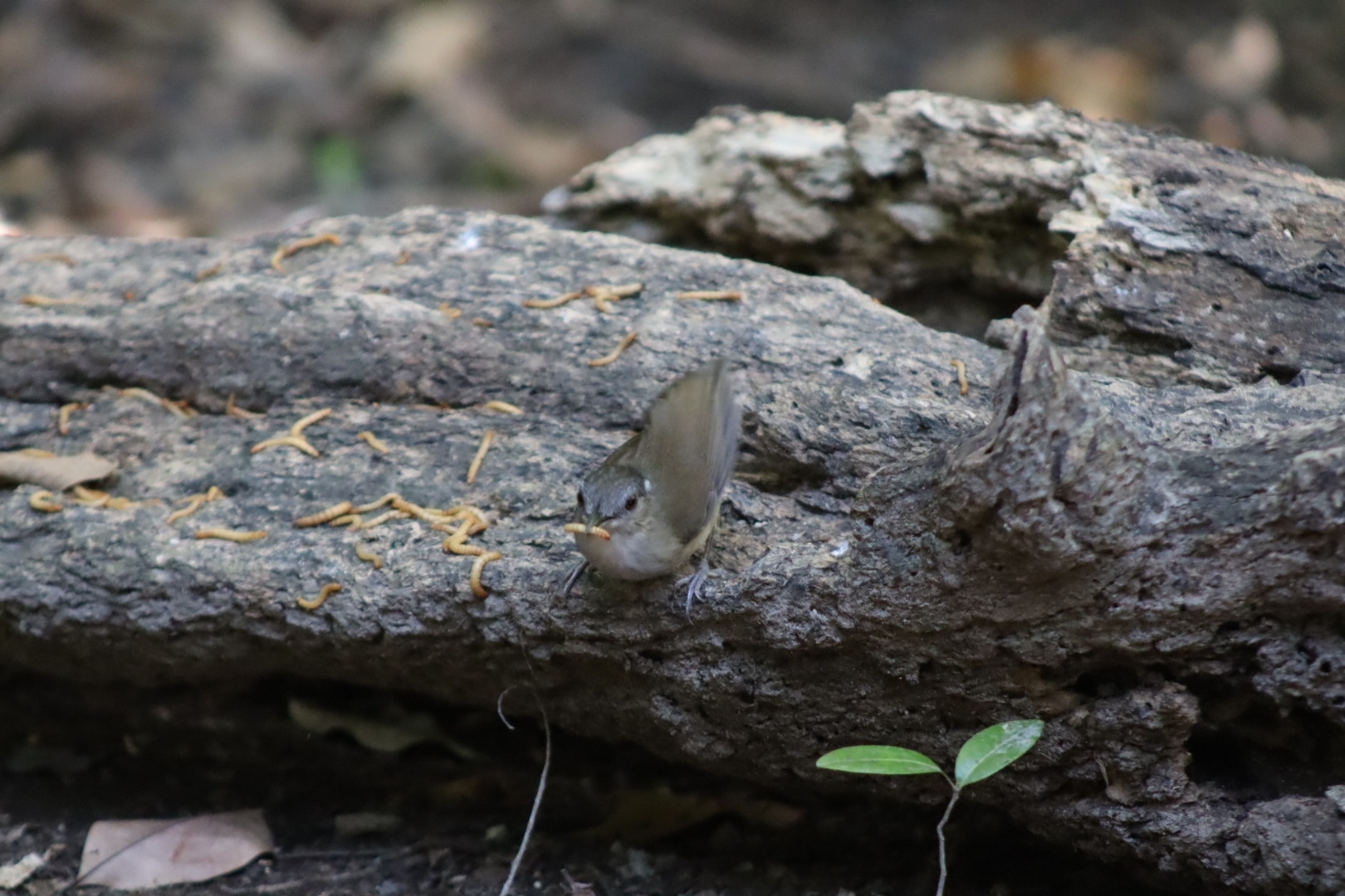 Horsfield's Babbler (Malacocincla sepiaria), photo 7