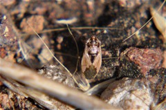 Geocoris pallens