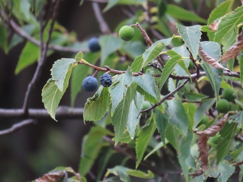 Aphananthe aspera, photograph 5
