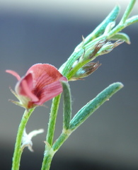 Indigofera leptocarpa