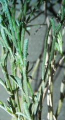 Indigofera leptocarpa