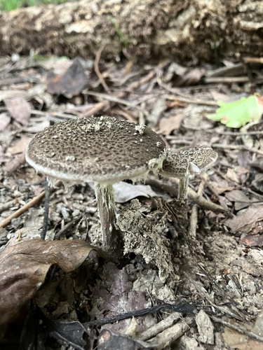 Amanita vestita