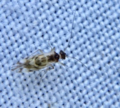Graphopsocus