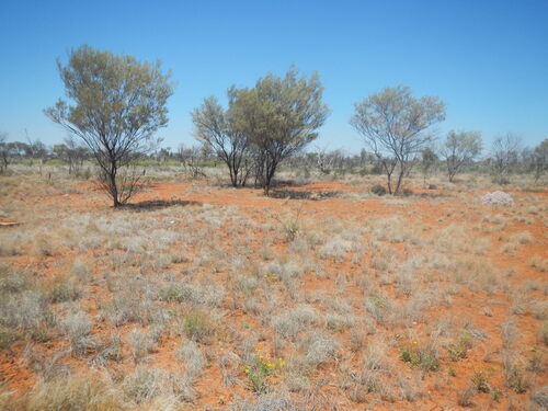 Mulga Acacia