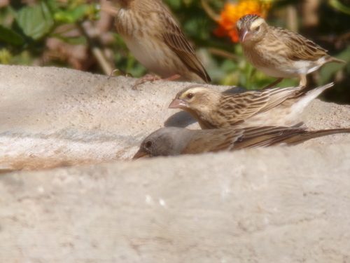 Swahili Sparrow (Passer suahelicus), photo 3
