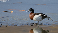 Baer's Pochard photo 3