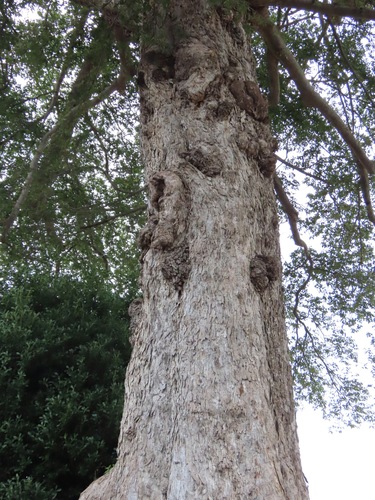 Aphananthe aspera, photograph 6