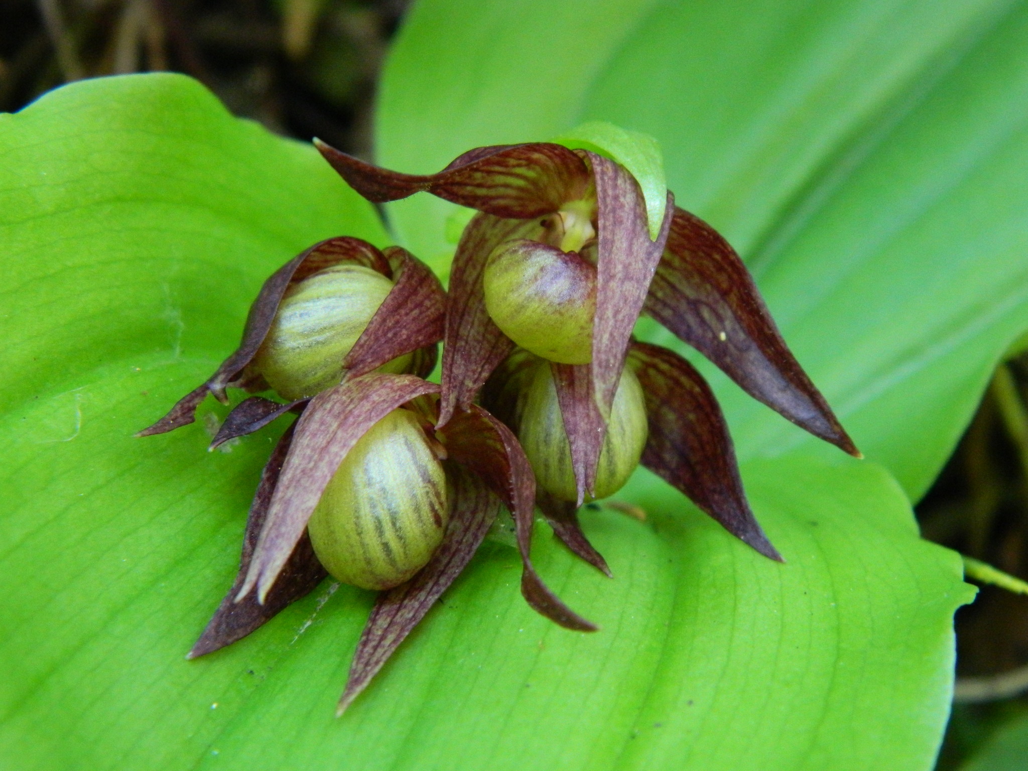 Cypripedium fasciculatum