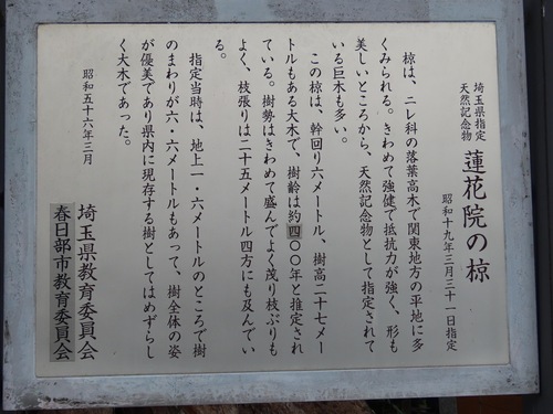 Aphananthe aspera, photograph 4
