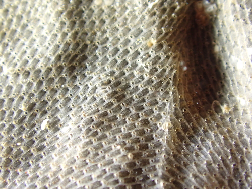 Calpensia nobilis