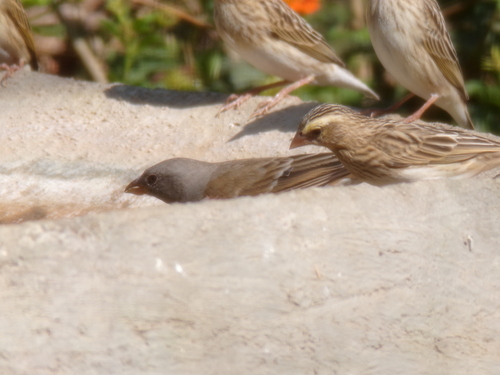 Swahili Sparrow (Passer suahelicus), photo 4