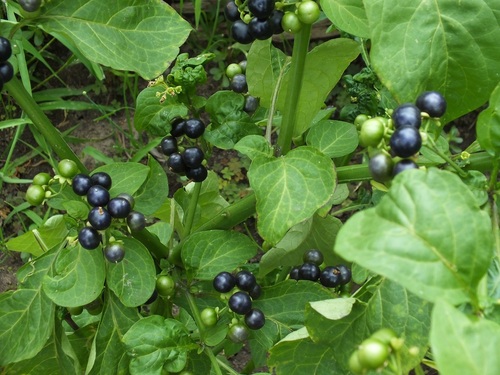 Garden-Huckleberry (Solanum scabrum)