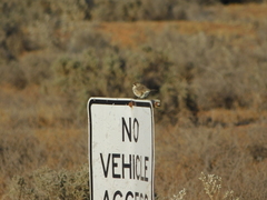 Aphelocephala leucopsis