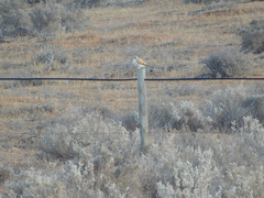 Falco cenchroides cenchroides