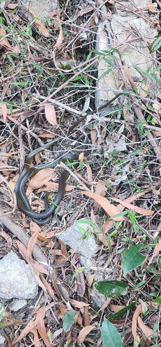 Common Tree Snake sighting