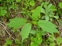 Cardamine constancei