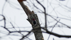 Melanerpes erythrocephalus