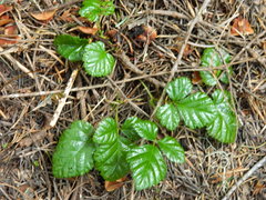 Rubus nivalis