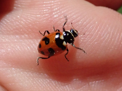 Hippodamia caseyi
