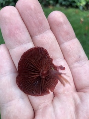 Tubaria vinicolor