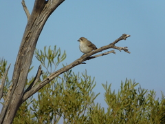 Aphelocephala leucopsis
