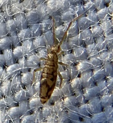 Entomobrya intermedia